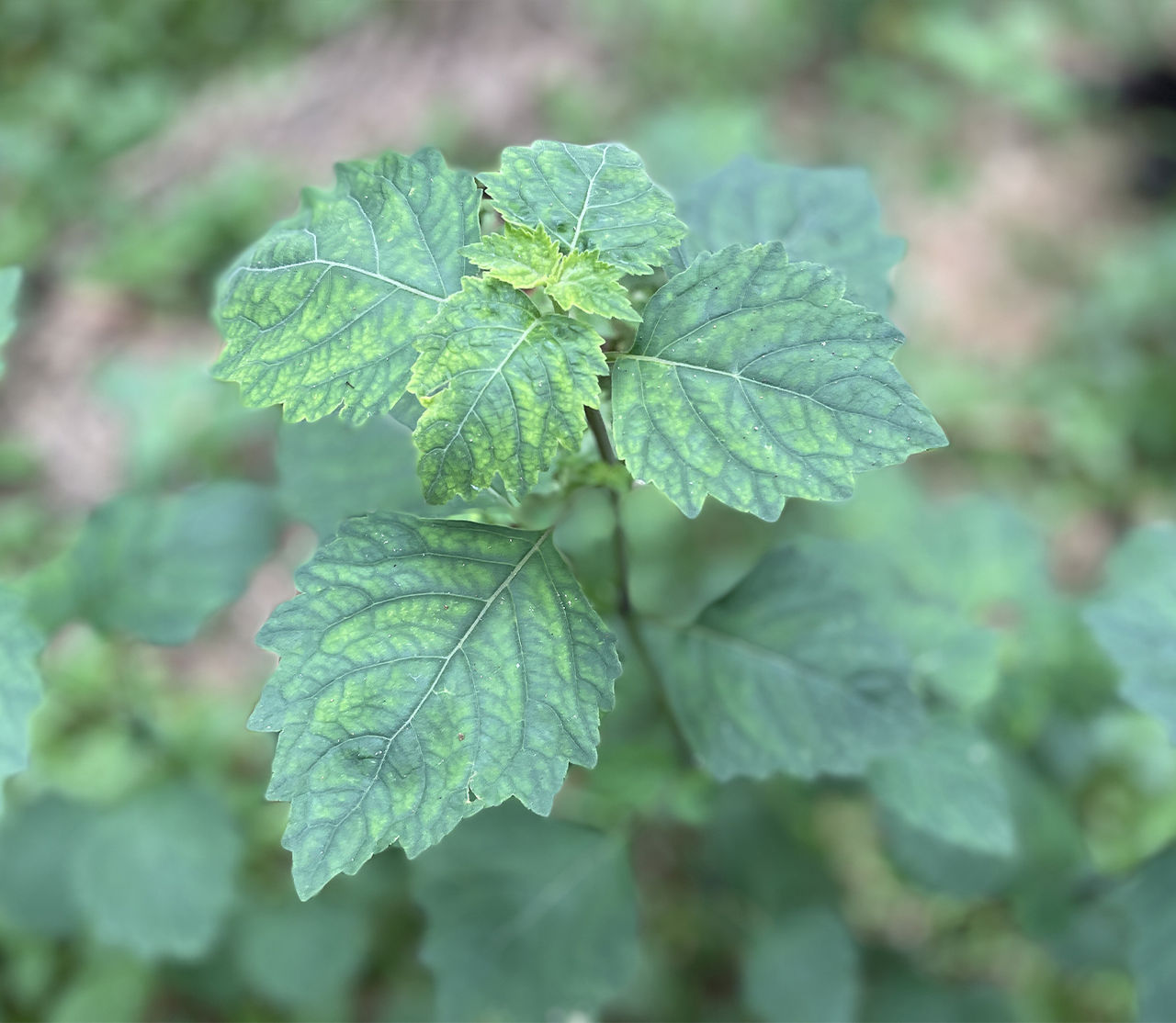 Patchouli Roots Deep Patchouli Indonésia: Construindo uma cadeia de valor responsável e ...